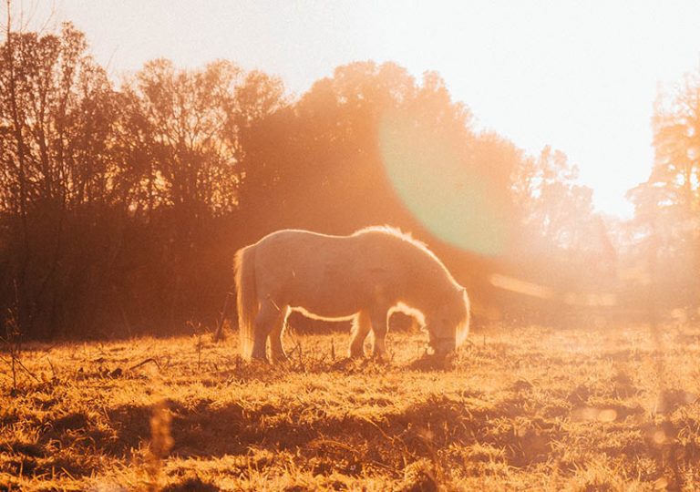 Poney dans un champ au coucher du soleil