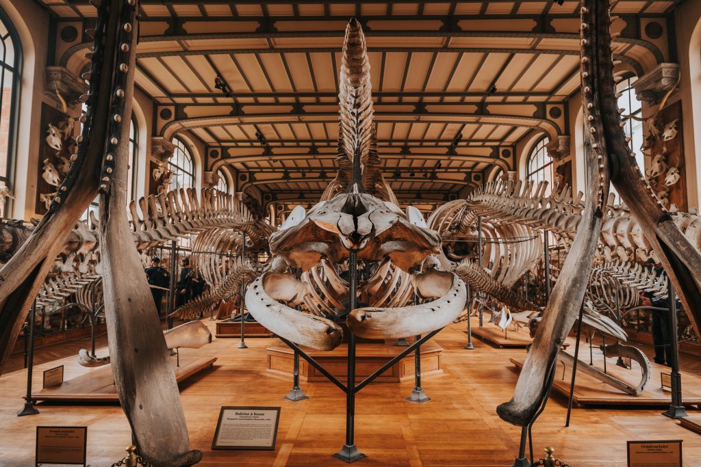Galerie de paléontologie et squelette de baleine